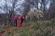 16 Nel bosco di faggi e  carpini neri
